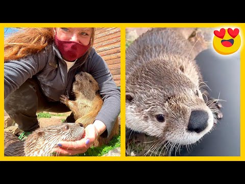 Vídeo: Diferencia Entre Nutria Y Castor