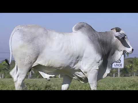 Lote 108 (GART 1154 Lince - GART 1154)