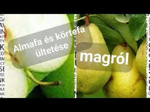 Videó: Érdekes Tapasztalat Az Almafa Magról Való Nevelése (Alma Egy Unokának)