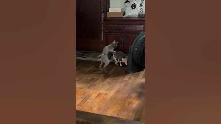 Video 5185541: sphynx cat fight, hilarious fight