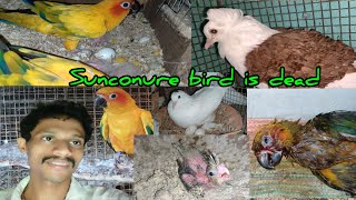 Checking Exotic Birds Breeding Progress At My Farm//Sunconure Bird Is Dead//2024