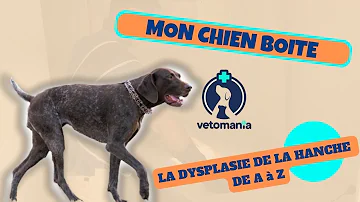 Comment soigner la dysplasie chez le chien ?