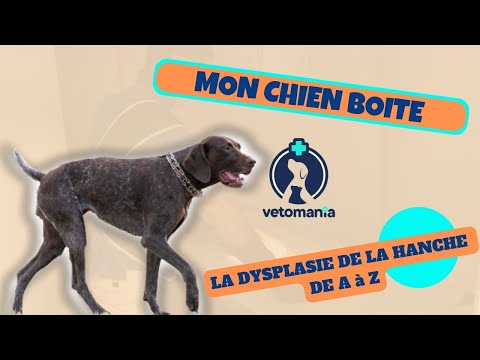 Vidéo: Quelle est la qualité de vie d'un chien atteint de dysplasie de la hanche?