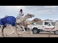 الركض المارثون المقام على الرضيه ميدان الرمضه التاريخ 1443 4 المركز الاول قهيدان سليم مسعود الجهني 