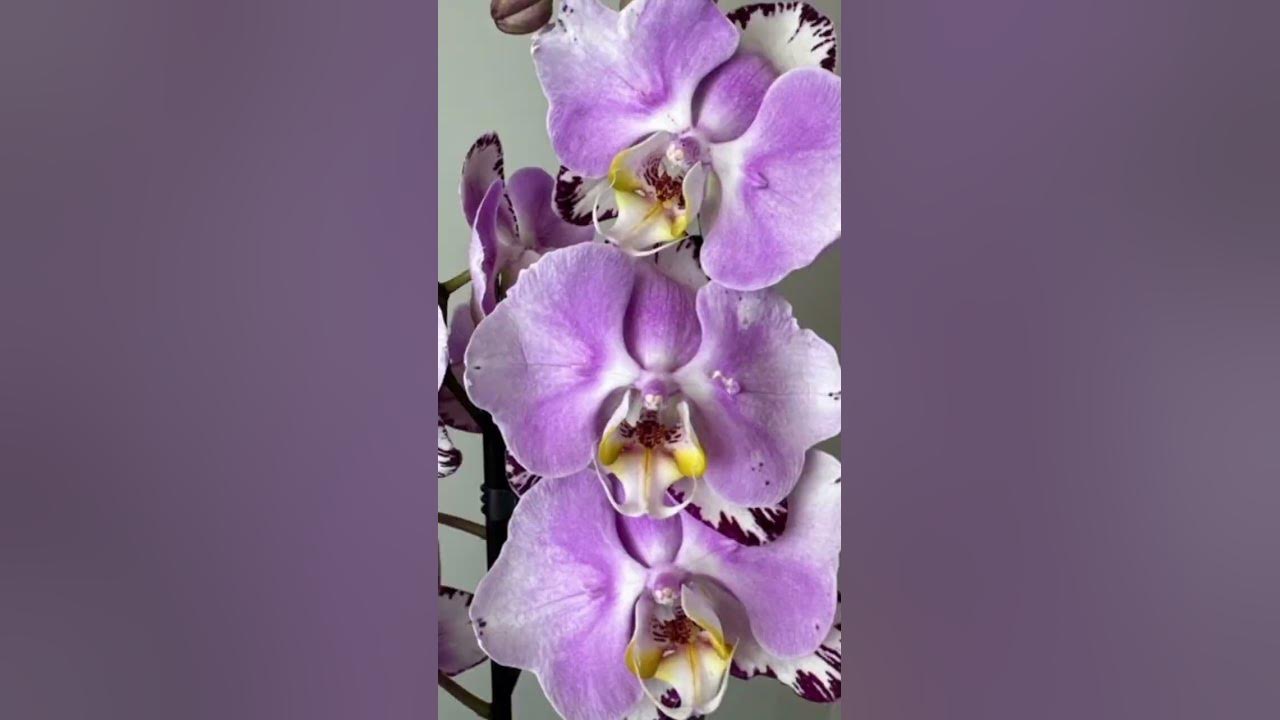 Floricultura - 313711