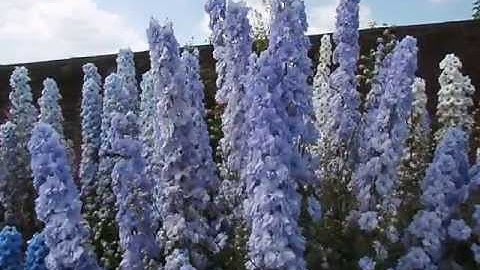 Delphiniums full identification video