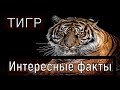 Удивительные факты о тиграх, которые вы не знали