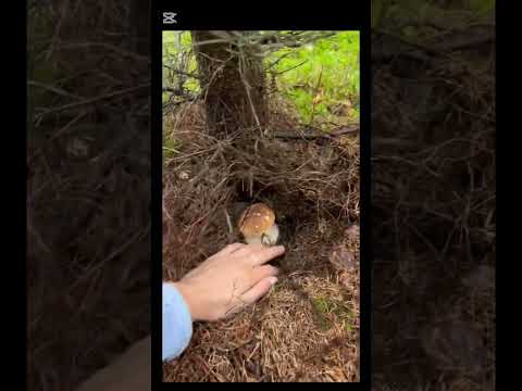 Beautiful mushrooms from Eastern Europe #funghi #porcini #boletus #grzyby #гриби