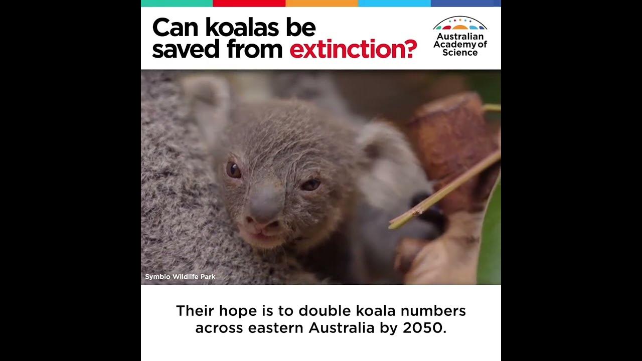 Can koalas be saved from extinction? YouTube