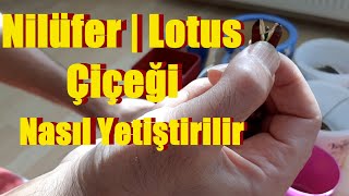 Nilüfer Çiçeği Nasıl Yetiştirilir Lotus Çiçeği Nasıl Yetiştirilir