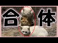 釣り場で野良猫が合体してた…