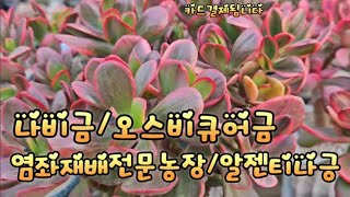 나지금/알젠티나금/오스비큐어금/염좌재배전문농장 이화랜드010-3339-2461 나는농부다282회출연