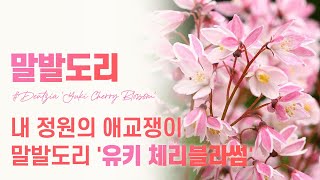 [유키체리블라썸] 벗꽃인듯 벗꽃 아닌 말발도리