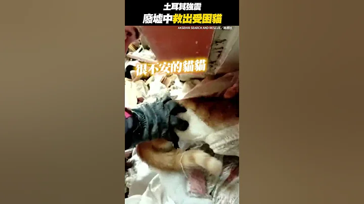 #土耳其 #地震 废墟中救出受困猫 #turkey #earthquake #Shorts - 天天要闻