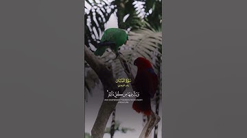 هذا خلق #الله🪐☝🏻                            #ياسر_الدوسري #سورة_لقمان #هذا_خلق_الله # #تلاوة_خاشعة