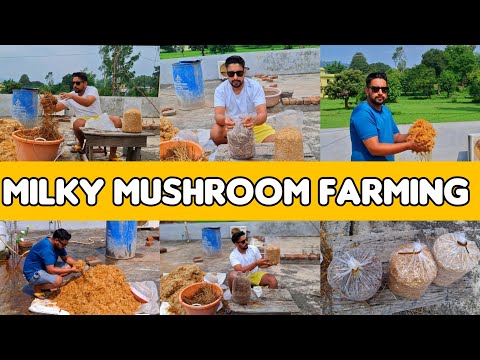 Milky mushroom farming