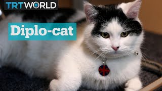 Meet 'chief mouse-catcher', the UK's overseas diplo-cat