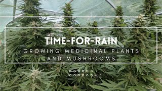 Time-For-Rain: How to Grow Medicinal Plants and Mushrooms
