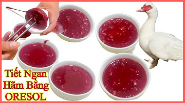 Tiết Canh Ngan Hãm Bằng Oresol Đông Như Thạch Với Món Ngan Xào Răm Hành // Bếp VN