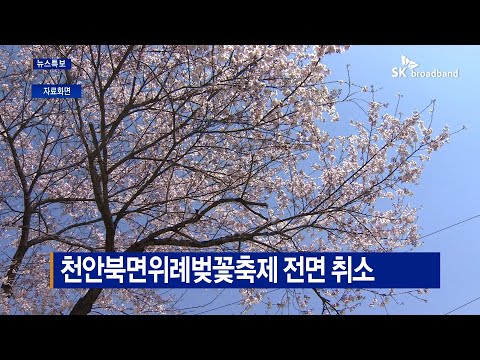 [B tv 중부뉴스]천안북면위례벚꽃축제 전면 취소