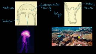 Phylum Cnidaria | Animal kingdom | Biology | Khan Academy