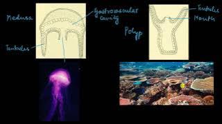 Phylum Cnidaria | Animal kingdom | Biology | Khan Academy