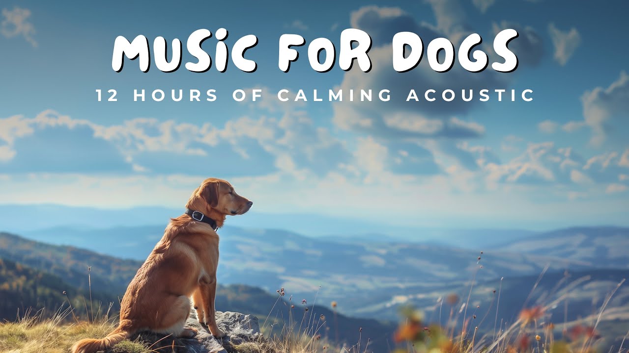 🎶 12 Hours of Acoustic Music for Dogs | 🐕 Calming & Soothing Melodies