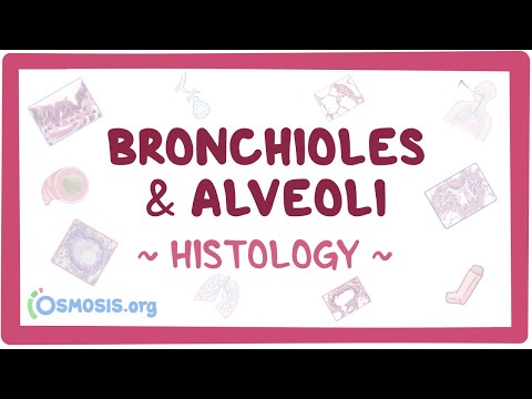 Video: Jsou terminální bronchioly řasnaté?