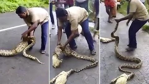 Man Squeezes Goats From Stomach Of 6-Foot Long Python !