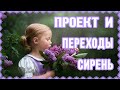 Бесплатный проект Сирень + переходы Proshow Producer