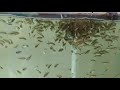 Beginning of video