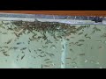 Middle of video