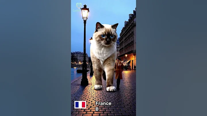 Video 11623171: chartreux cat, cat breed, giant cat, birman cat, cat walk