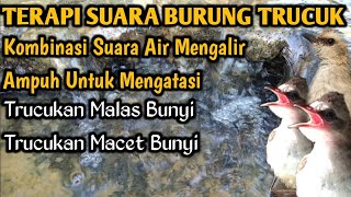 Suara Gemercik Air Untuk Terapi Burung Trucukan Bahan Auto Merasa Tenang Langsung Bunyi