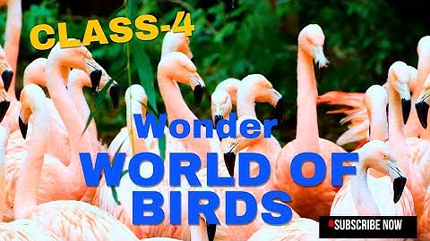 wonder world of birds |Class 4|EVS|Chapter -4 part -1#scert #class4 #evs