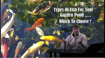 Types Of Pond Fish
