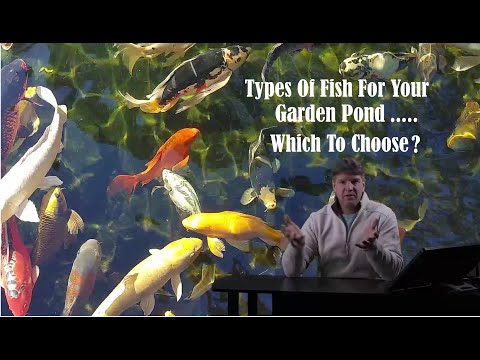 Video: Pond fish: types, names, photos