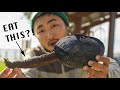 ONE OF NATURE'S STRANGEST LOOKING DELICACIES | Coastal Foraging For Big Clams