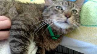 ADOPTED!!! SUNNY of Friends of Homeless Animals  in Northern Virginia!