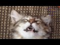 HILARIOUS CATS! The funniest cat montage EVER XD