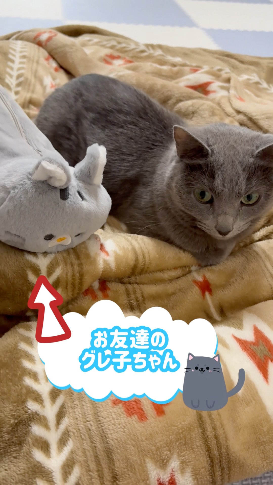 Comedy Sketch] The Meddlesome Mom❤️ #cat #RussianBlue #catshorts