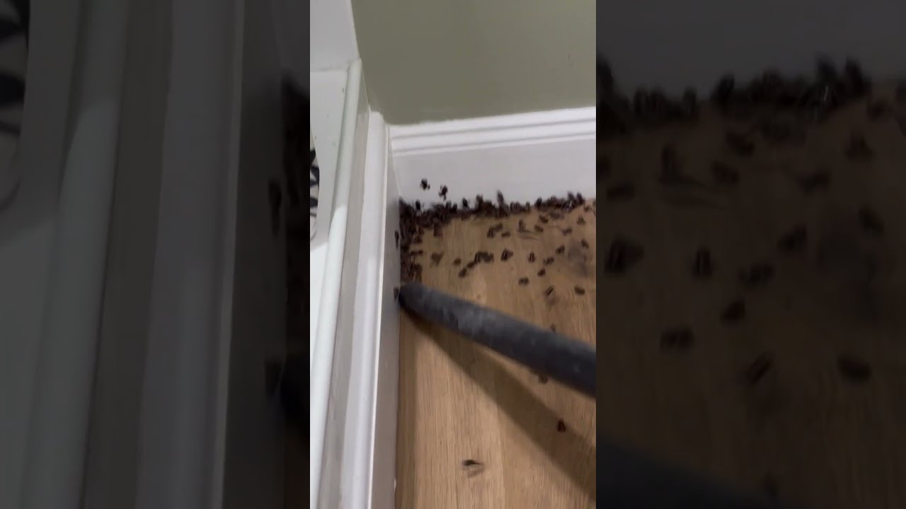 Baby Frogs Invade Home After Hurricane Flooding and Get Vacuumed Up