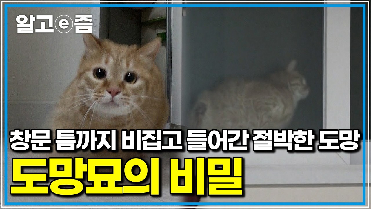 옥상 추락 사고 이후 집사만 보면 도망가는 꼬맹이, 4년 만에 시작된 마음의 거리 좁히기 ｜고양이를 부탁해｜알고e즘