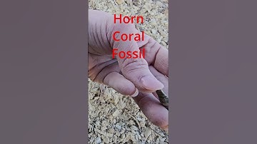 fossil hunt 13 #fossil #fossilhunter #fossilhunting #rockhound #fossilidentification  #brachiopod