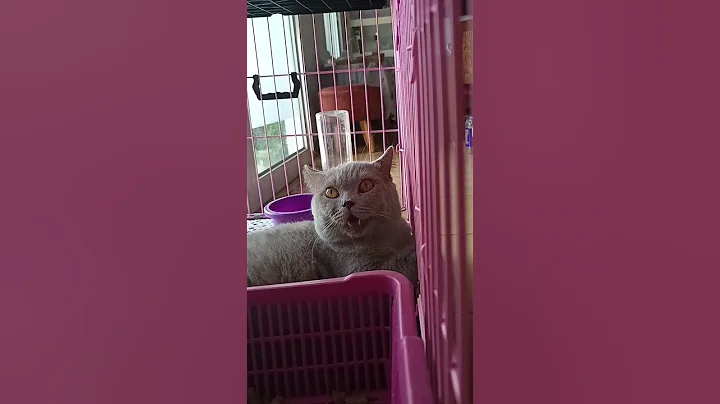 Sibes sedang sedih. #kucinglucu #cat #kucing #kucinganggoralucudanimut #kucingbelangtiga #prettycat