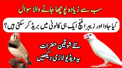 Zebra Finch and Java Finch Combine Colony Breeding | Zebra Finches | Java Sparrow | Mini Zoo