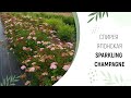 СПИРЕЯ ЯПОНСКАЯ - ИСКРЯЩЕЕСЯ ШАМПАНСКОЕ (Spiraea japonica `Sparkling Champagne`)