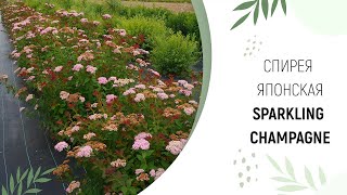 СПИРЕЯ ЯПОНСКАЯ - ИСКРЯЩЕЕСЯ ШАМПАНСКОЕ (Spiraea japonica `Sparkling Champagne`)