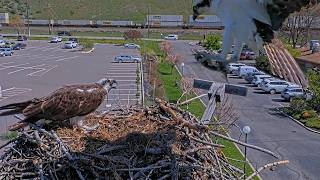 Fresh Fish Delivered To Iris At The Hellgate Osprey Nest | April 19, 2026