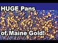 Huge Pans of Maine Gold! / Swift River/ Coos Canyon/ Byron Maine